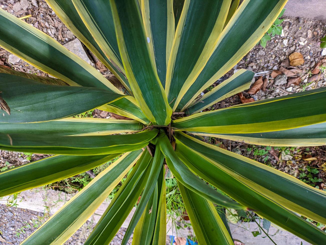 ein schließen oben von Agave Americana Pflanze foto