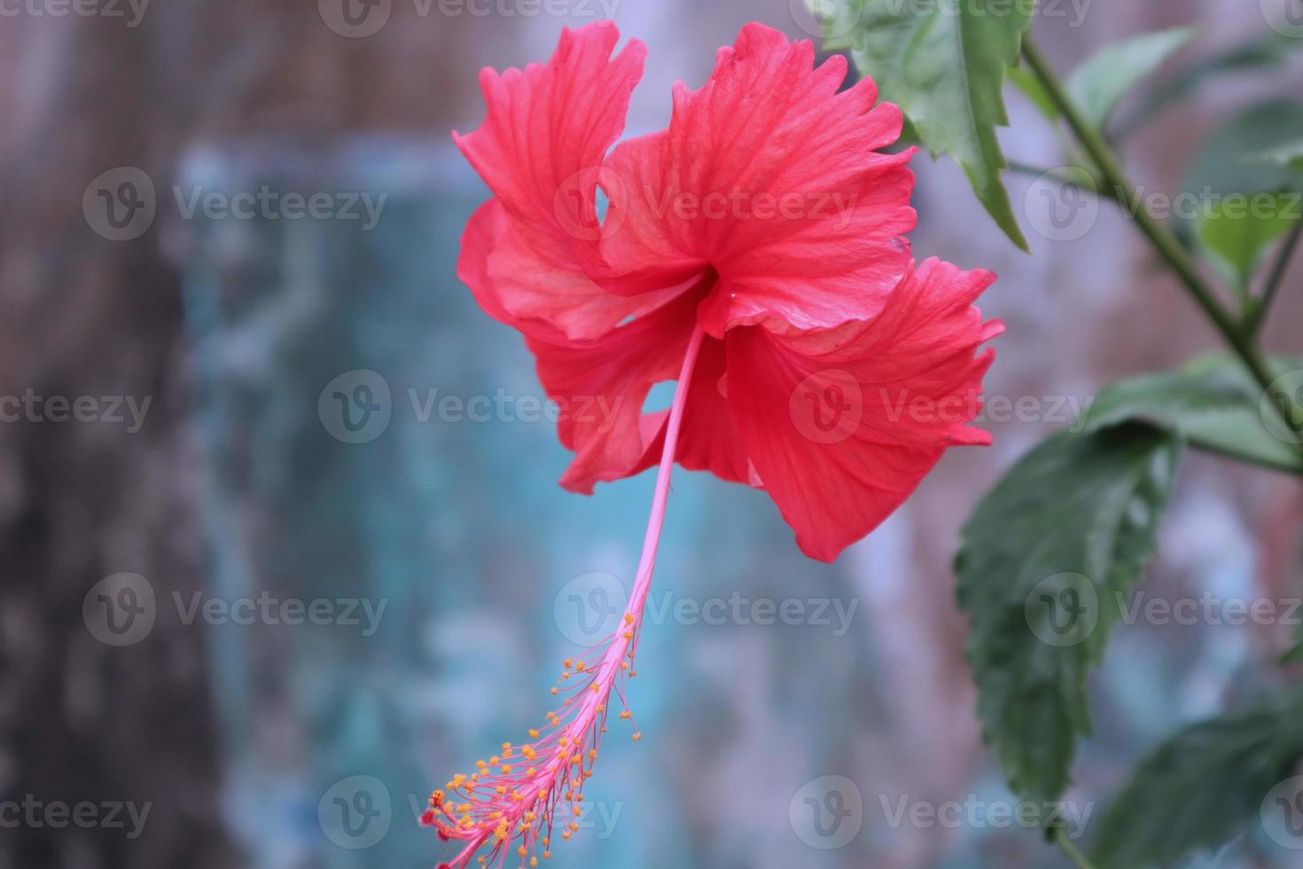 rot Hibiskus Blume Detail, auf ein Grün Hintergrund. im das tropisch Garten. foto