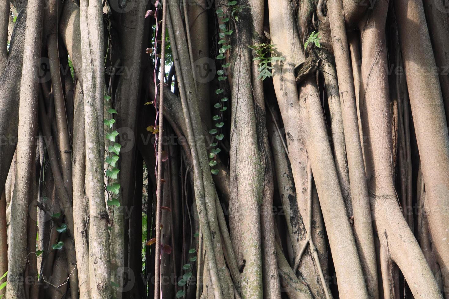 künstlerisch Banyan Wurzel macht viele Geäst foto