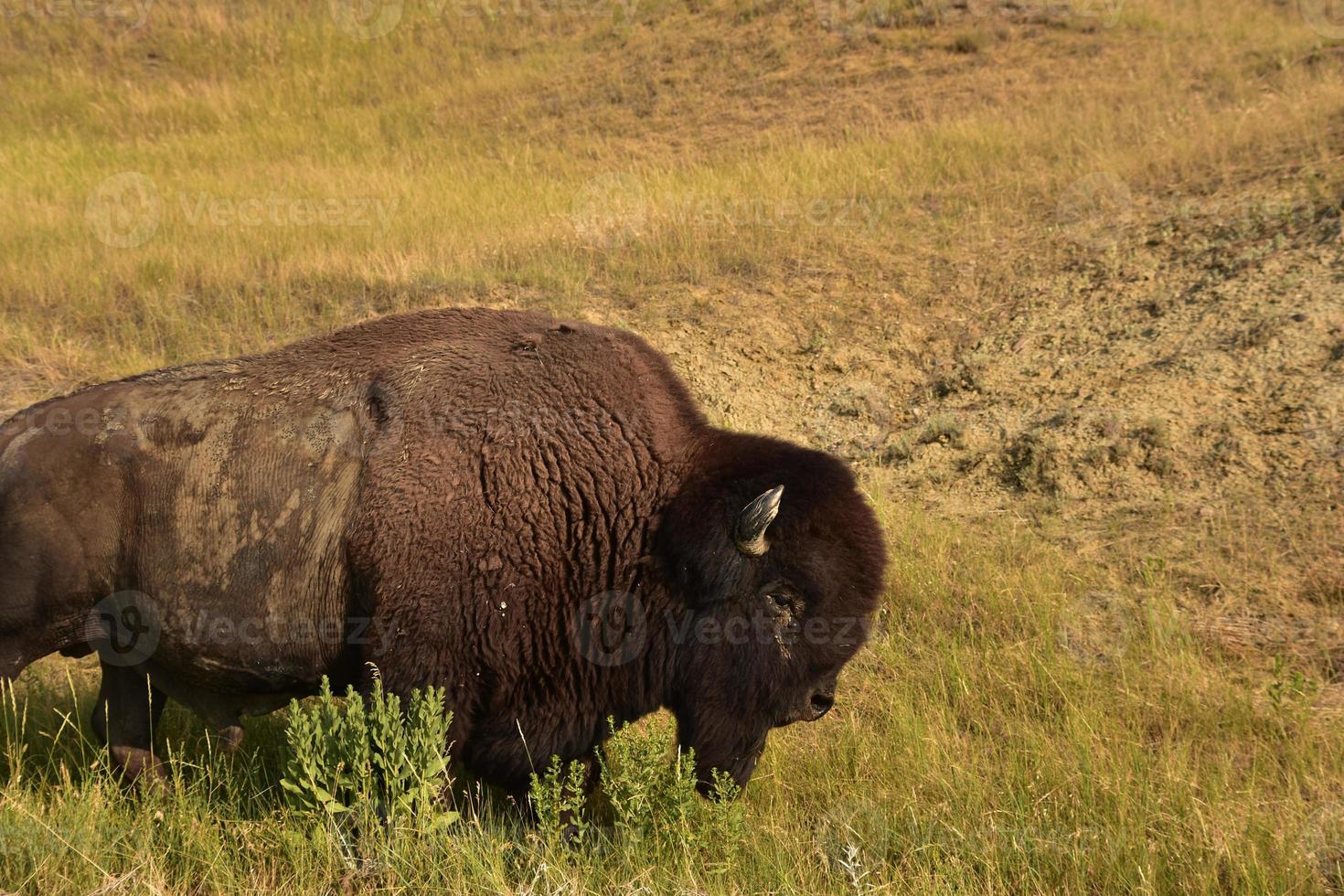 Seite Profil von ein amerikanisch Bison im ein Feld foto