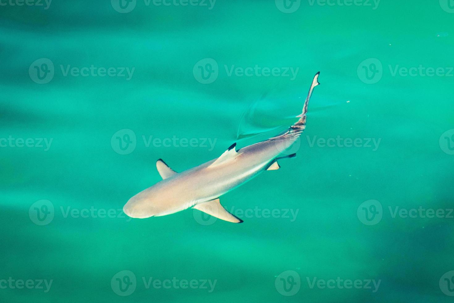 Hai schwimmen im klar Türkis Wasser im persisch Golf foto