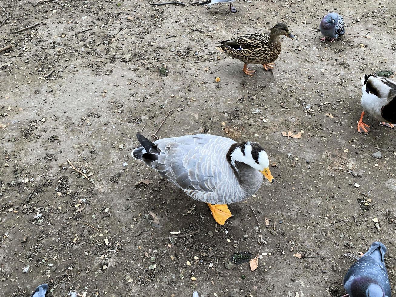 ein Aussicht von ein Gans im London foto