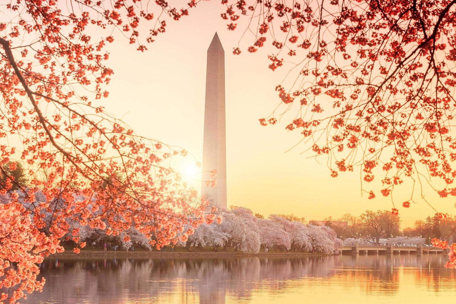 Washington Monument während des Kirschblütenfestivals foto