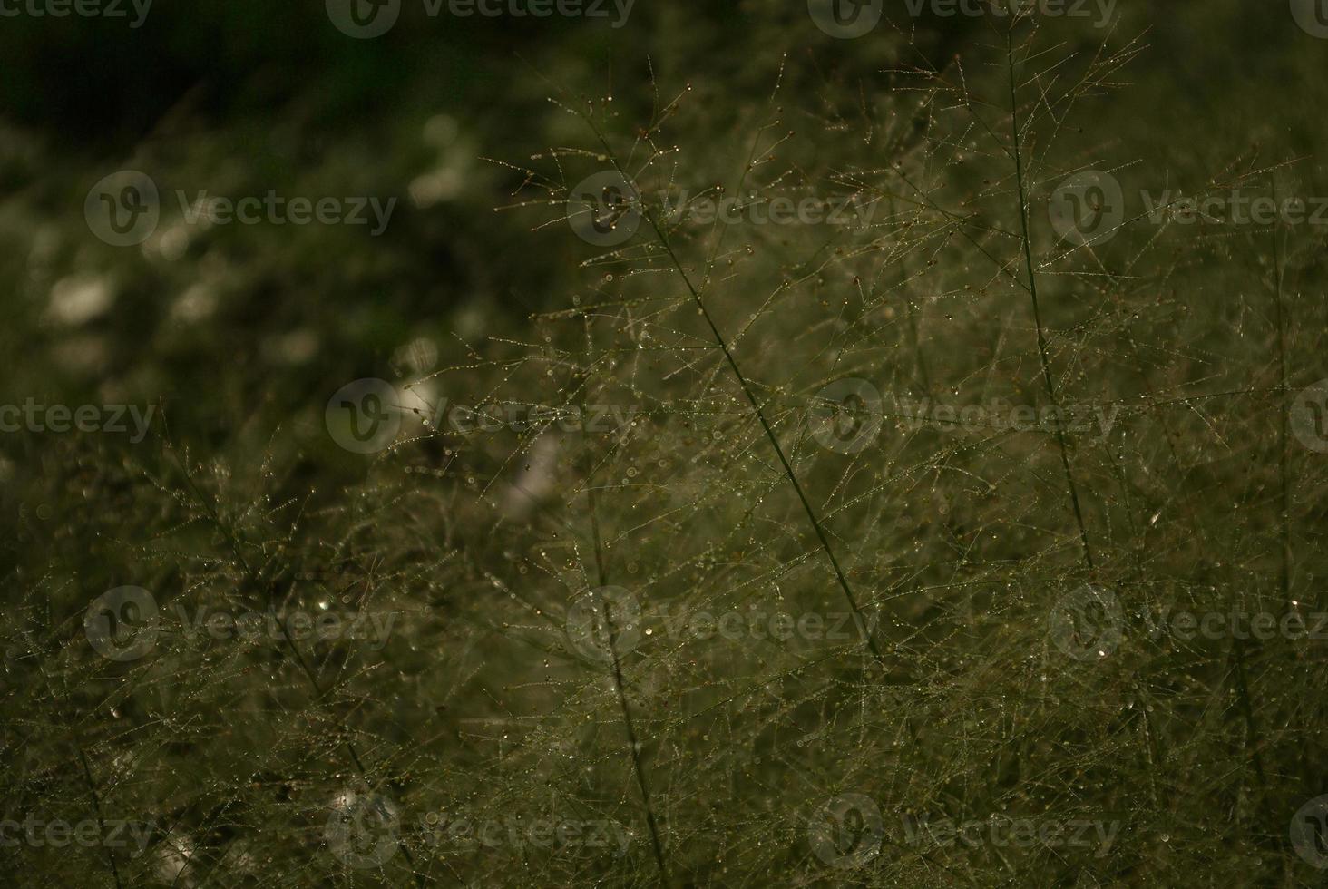 Regentropfen auf flauschiger Unkrautblüte im Morgenlicht foto