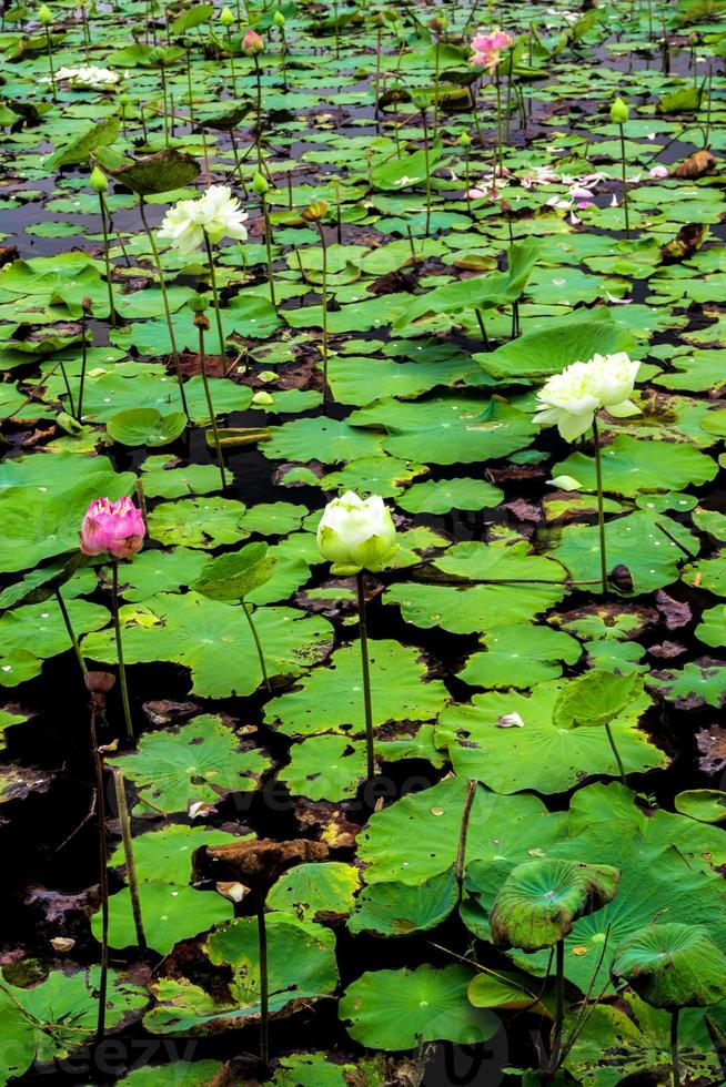 Frische Lotus und verwelkte Blätter im Feld foto