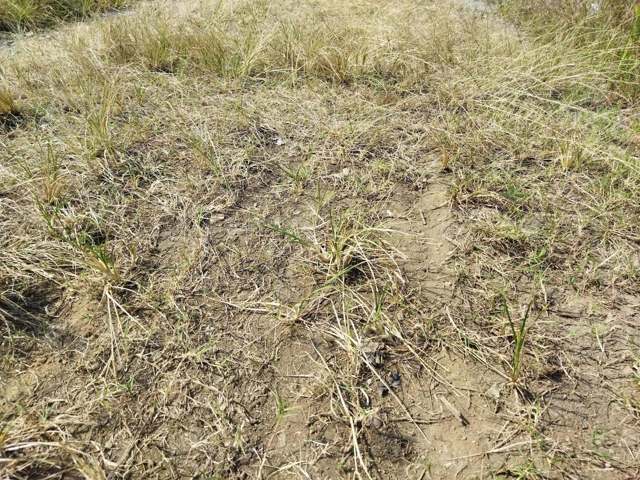 trocken Gras im das Feld foto