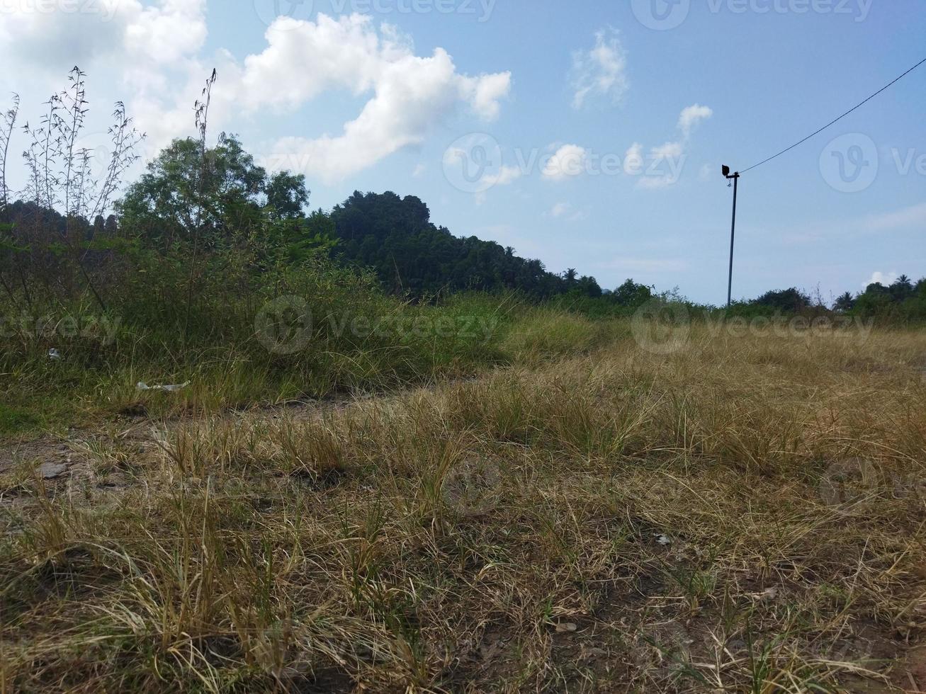 trocken Gras im das Felder foto