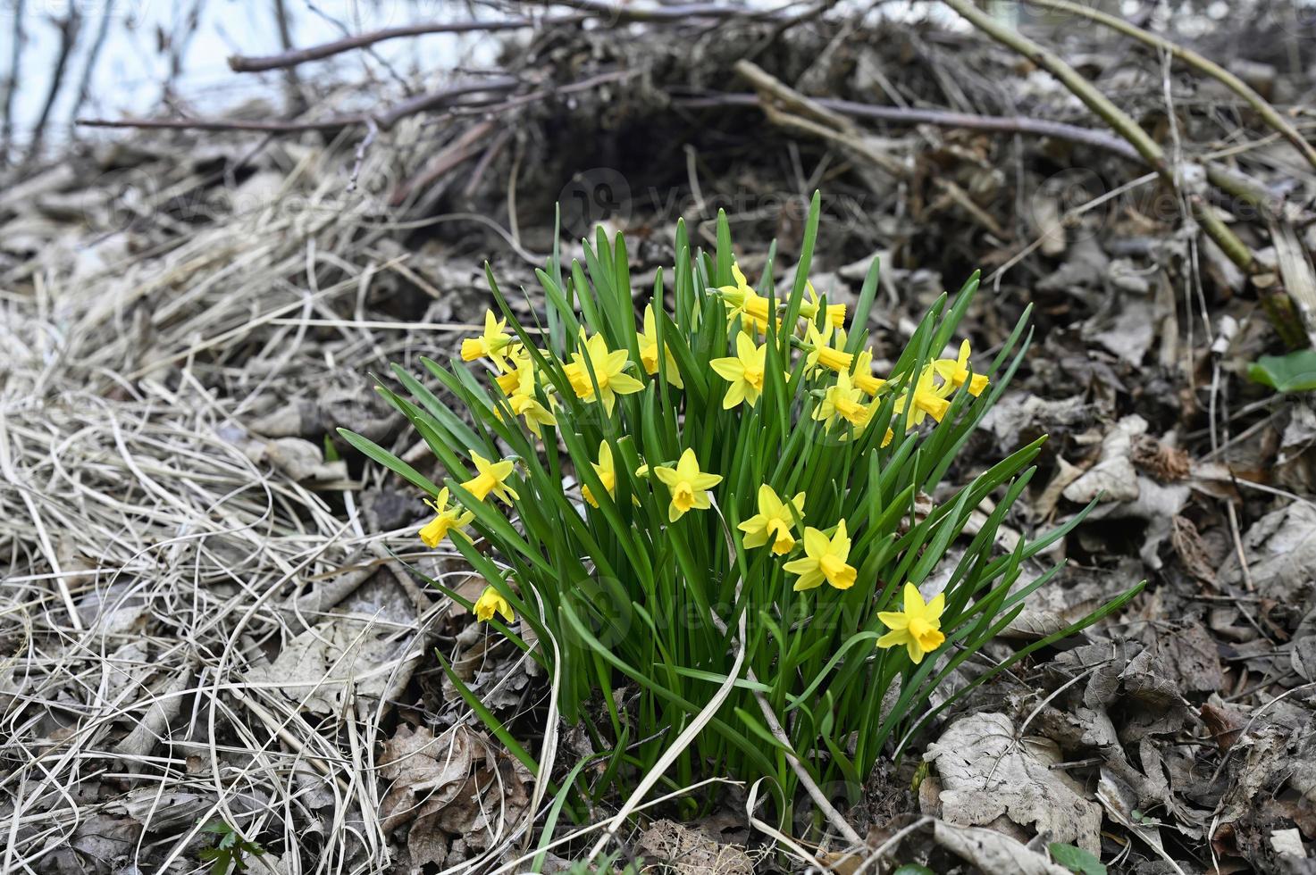 Narzissen auf ein braun winterlich Hintergrund mit trocken Gras und Blätter foto