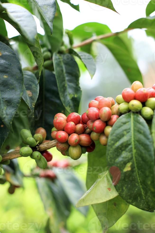 Kaffee Pflanze Java Arabisch, Westen Java, Indonesien foto