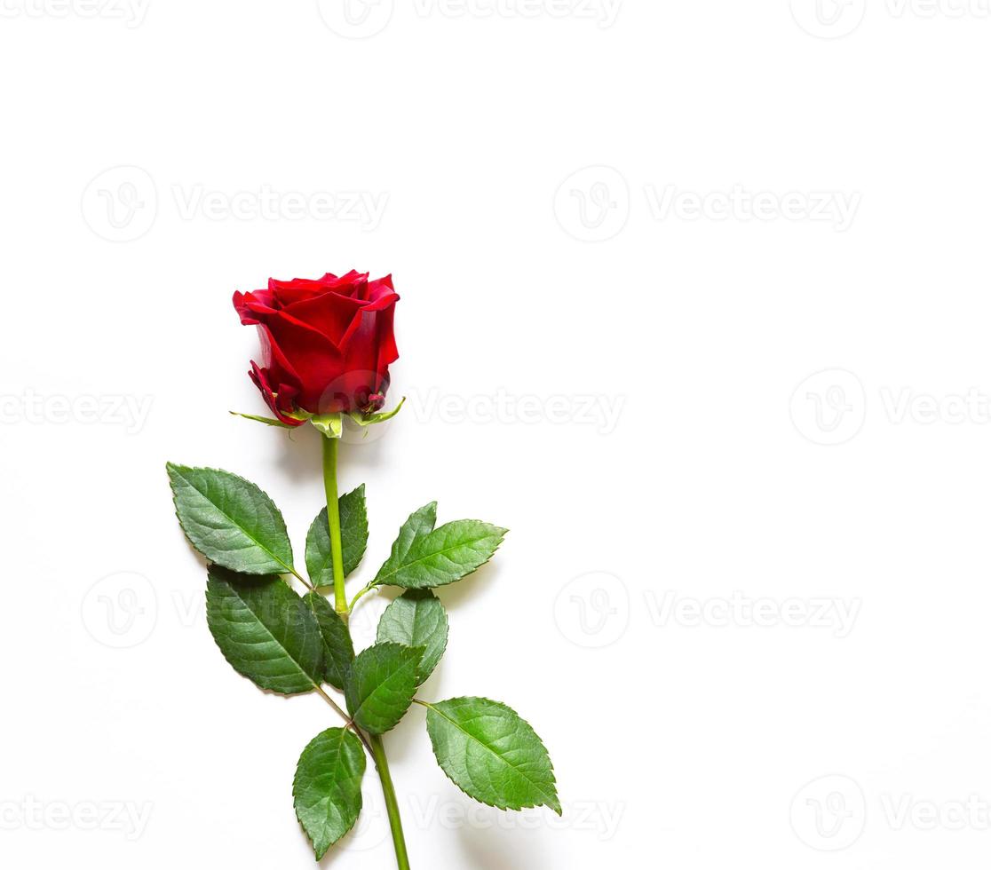 rot Rose auf Weiß Hintergrund mit Exemplar. ein Geschenk zum ein Frau auf ein Urlaub, ein Einladung zu ein Datum, Valentinstag Tag, ein Zeichen von Liebe foto