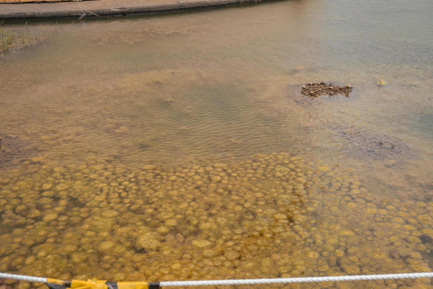 Gelb Moos Teich Abschaum auf Abfall Wasser Eindämmung. das Foto ist geeignet zu verwenden zum Natur Hintergrund, wild Leben Poster und botanisch Inhalt Medien.