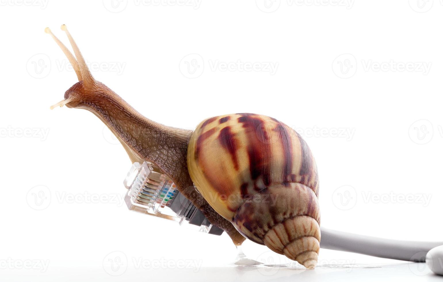 Schnecke mit rj45 Stecker symbolisches Foto für langsame Internetverbindung. Eine Breitbandverbindung ist nicht überall verfügbar.