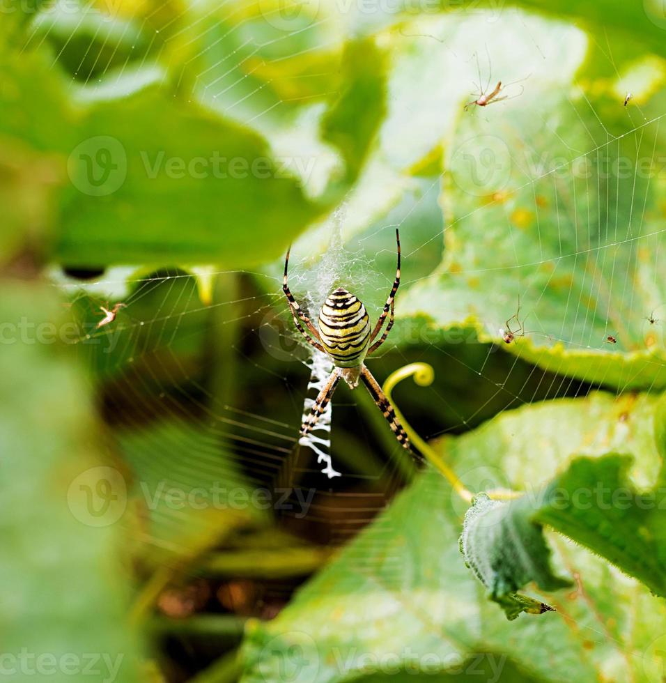 ein Wespe Spinne im ein groß Netz auf ein Hintergrund von Grün Gras auf ein sonnig Tag. Argiope Brünnichi. foto