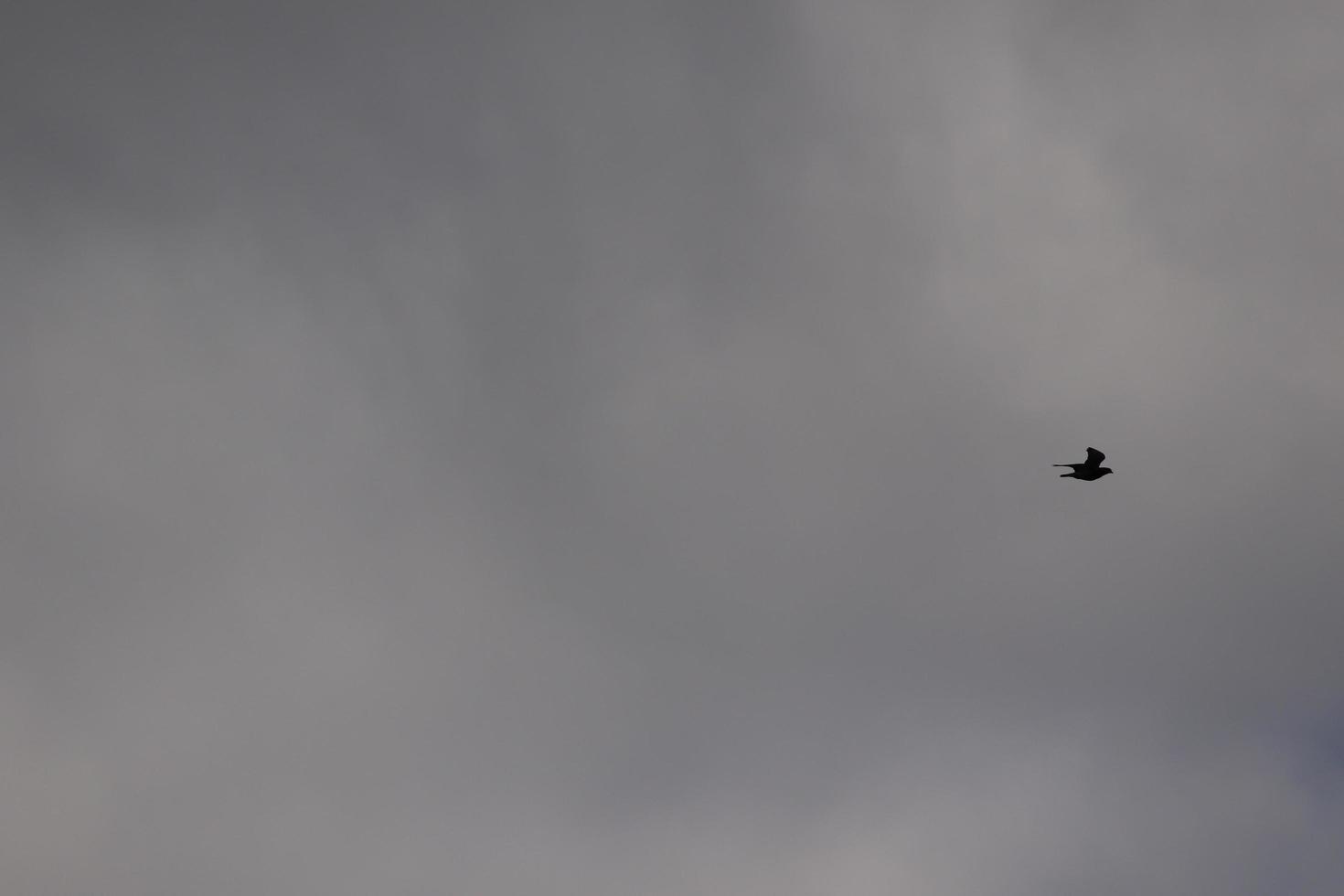 fliegend Vögel auf ein stürmisch Wetter und dunkel Wolken foto