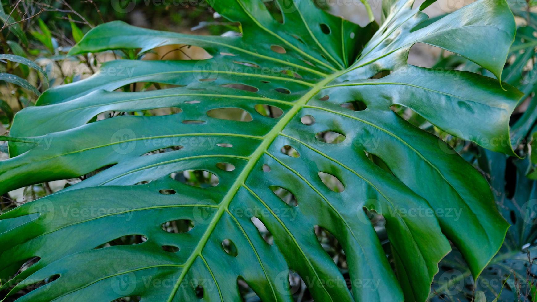 Grün Blätter von Pflanze Monstera wächst im wild Klettern Baum Dschungel, Regenwald Pflanzen immergrün Reben Gebüsch. foto