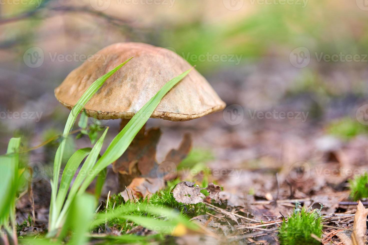 leccinum versipelle Pilz im herbstlichen Wald. oranger Birkenpilz. essbare gesunde mahlzeit. foto