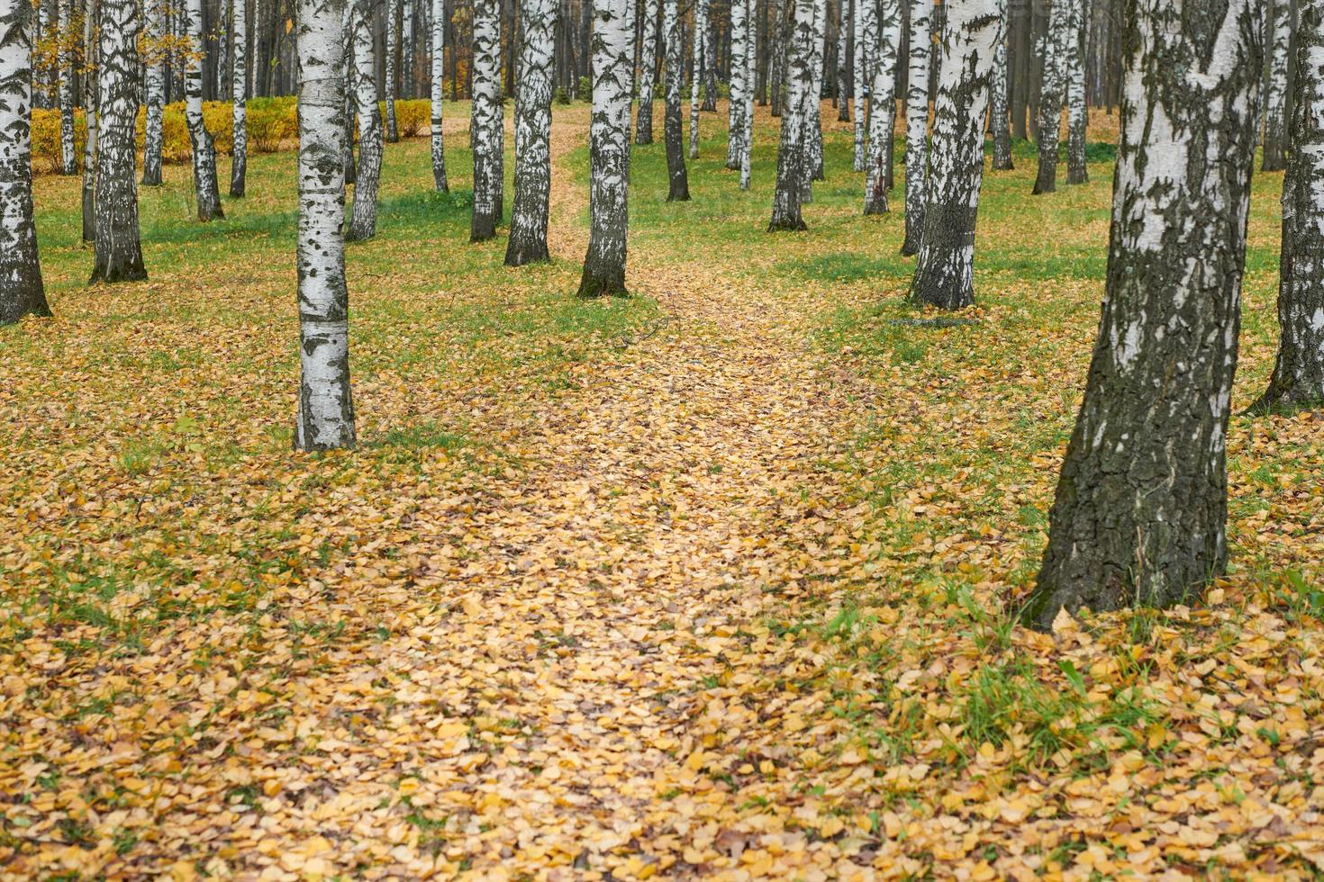 herbstlicher Waldwanderweg foto