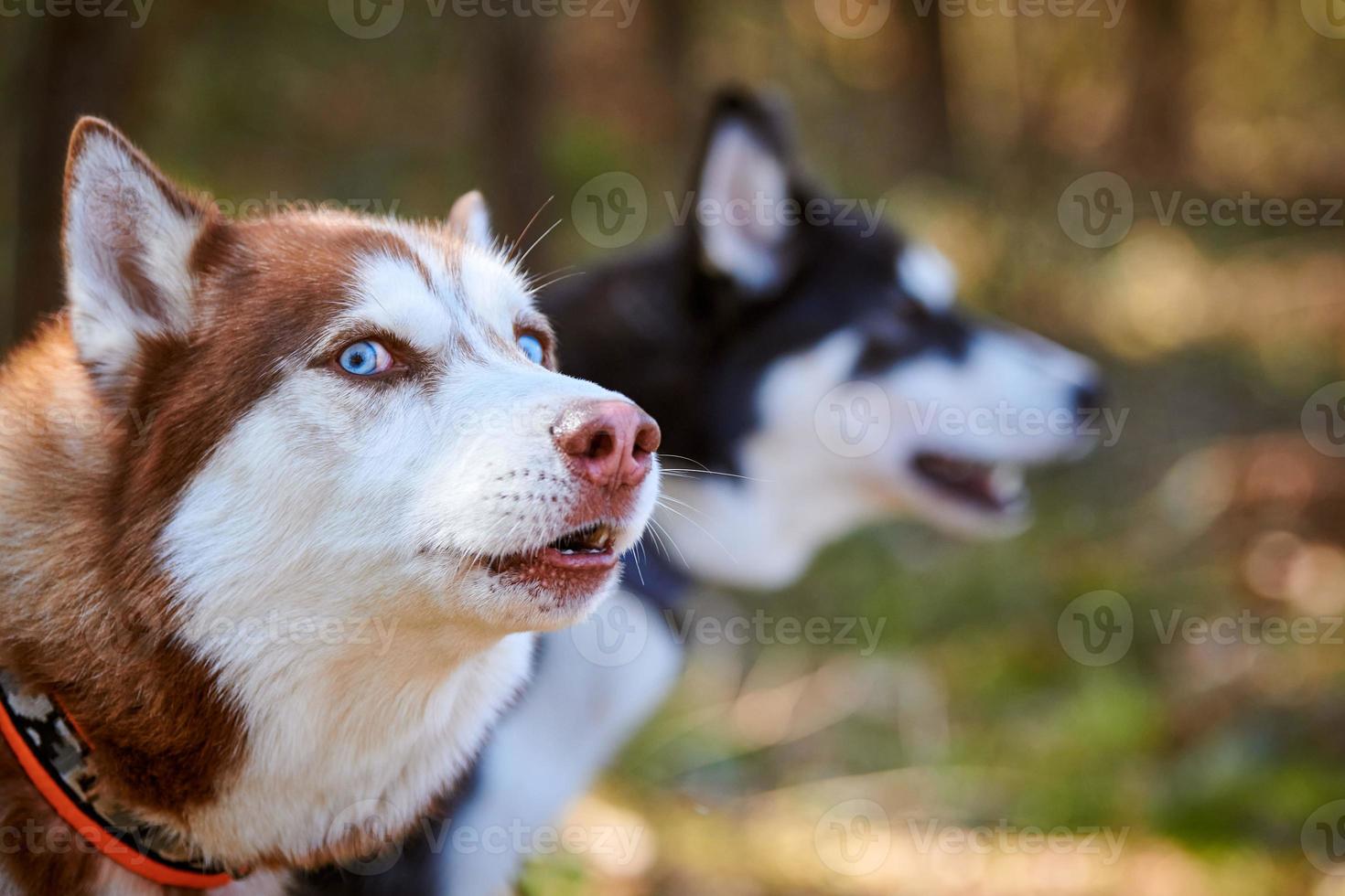 zwei sibirisch heiser Hunde Profil Porträt mit Blau Augen und braun Weiß schwarz Mantel, süß Hunde Rasse foto