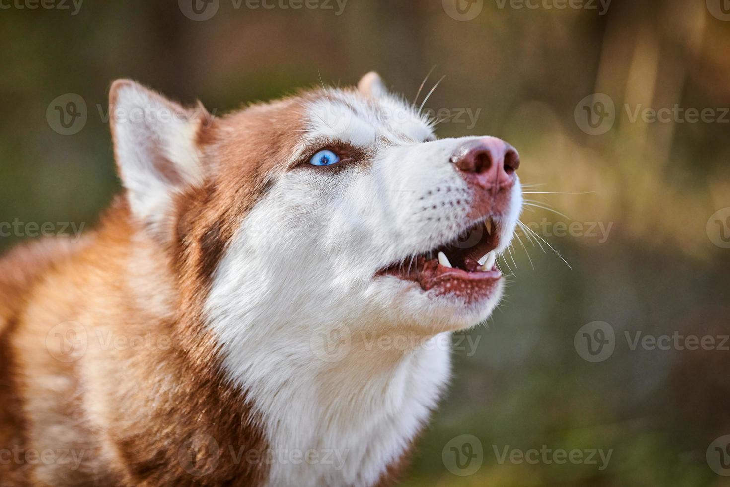 sibirisch heiser Hund Profil Porträt mit Blau Augen und braun Weiß Farbe, süß Schlitten Hund Rasse foto