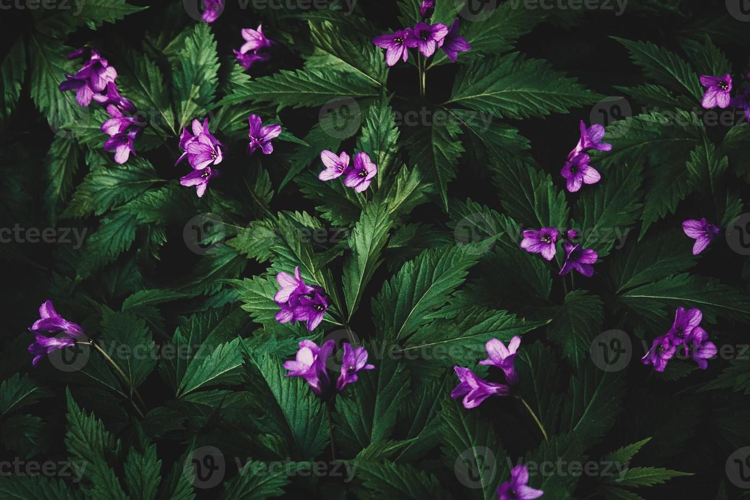 lila Wald Wildblumen zum dunkel launisch Blumen- Hintergrund, Cardamin Pentaphyllos foto