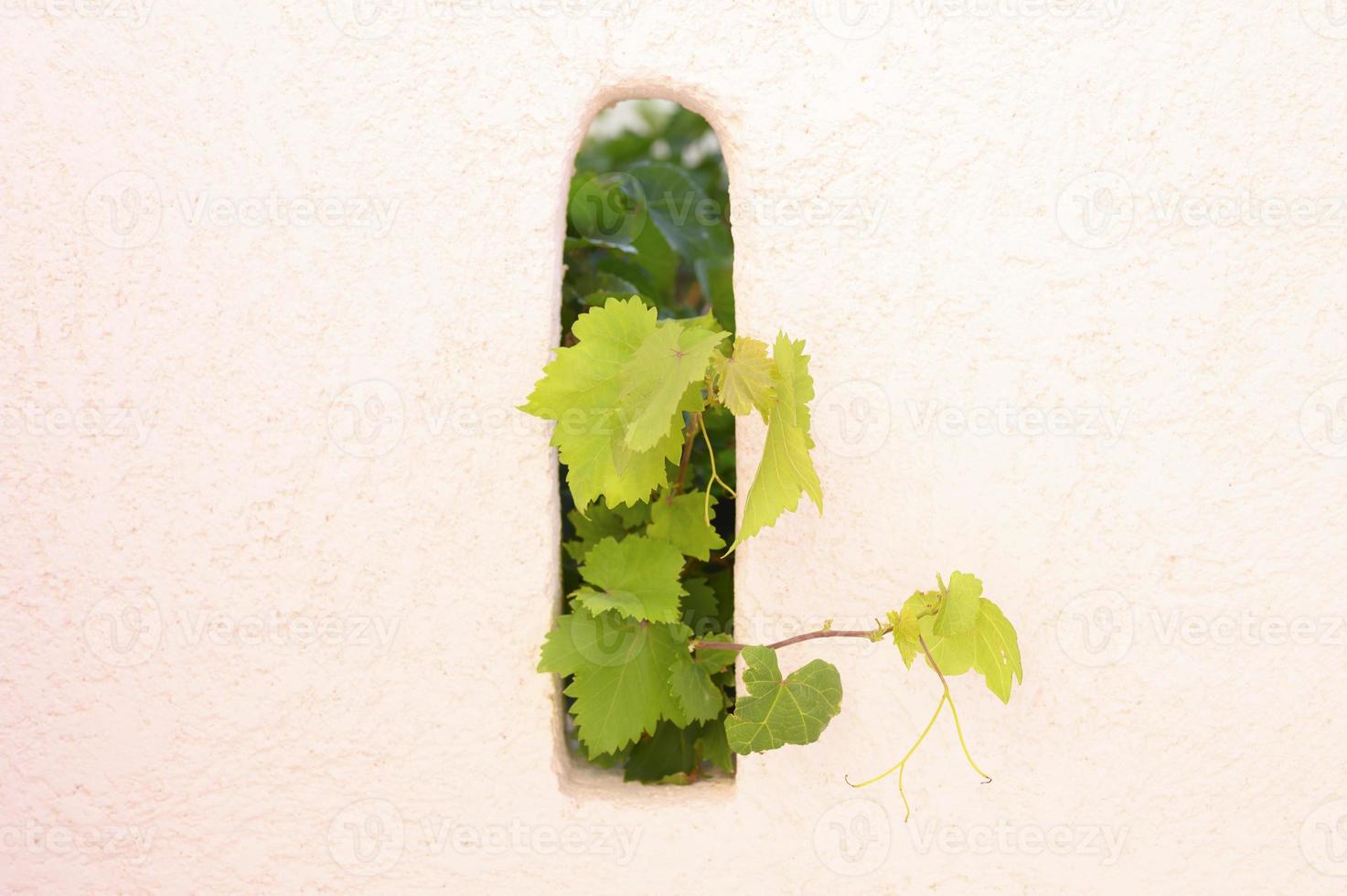 Weinblätter schmücken die Wand im Freien und ragen aus dem Loch heraus foto