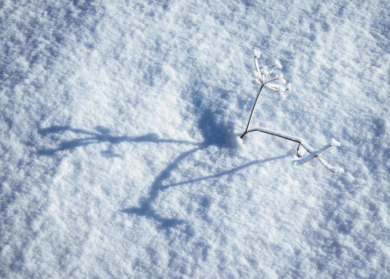 trockenes Gras im Schnee foto