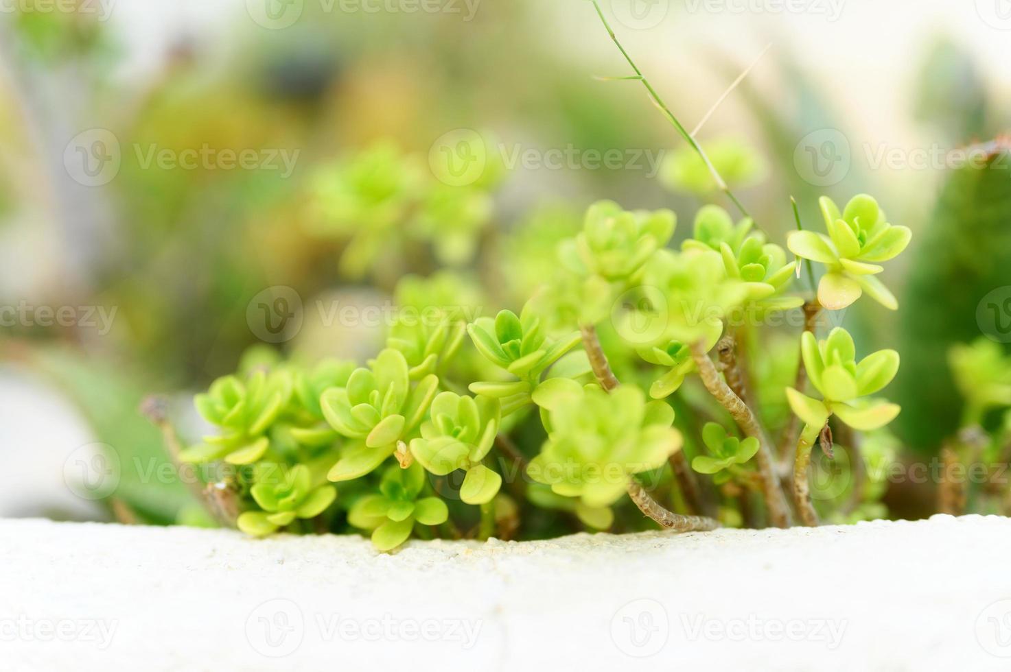 Sukkulenten in einem Blumenbeet im Freien foto