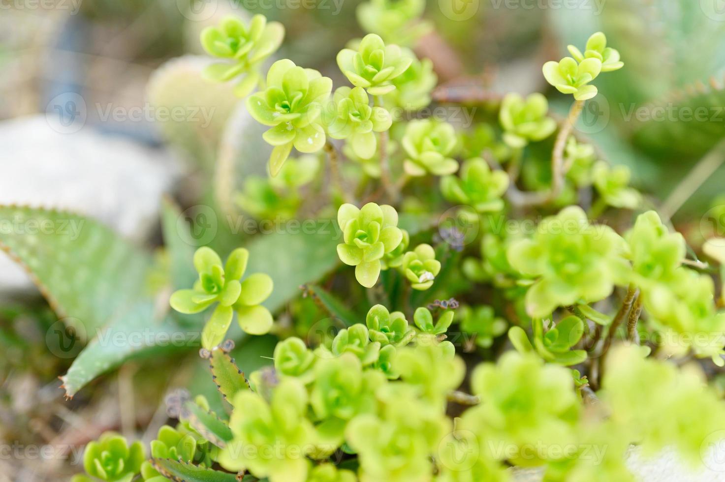 Sukkulenten in einem Blumenbeet im Freien foto