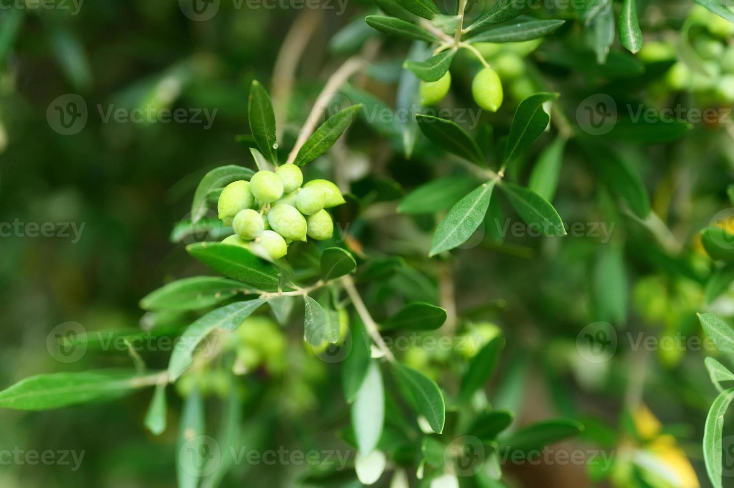 grüne Oliven, die auf einem Olivenbaumzweig im Garten wachsen foto