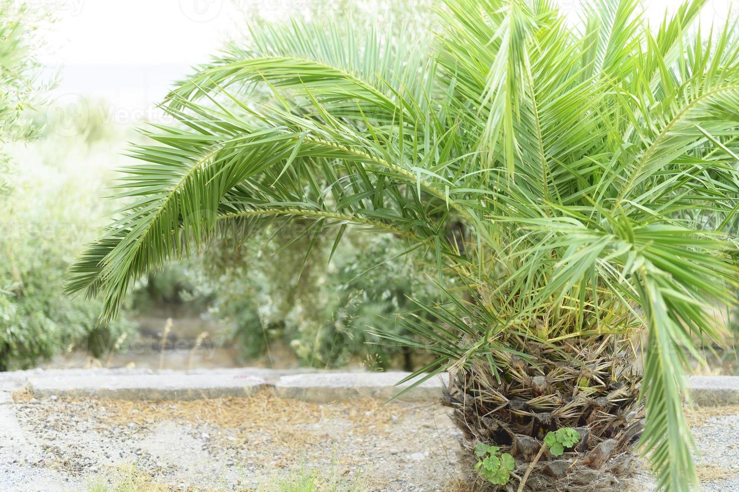 kleine Palme im Garten am Meer foto