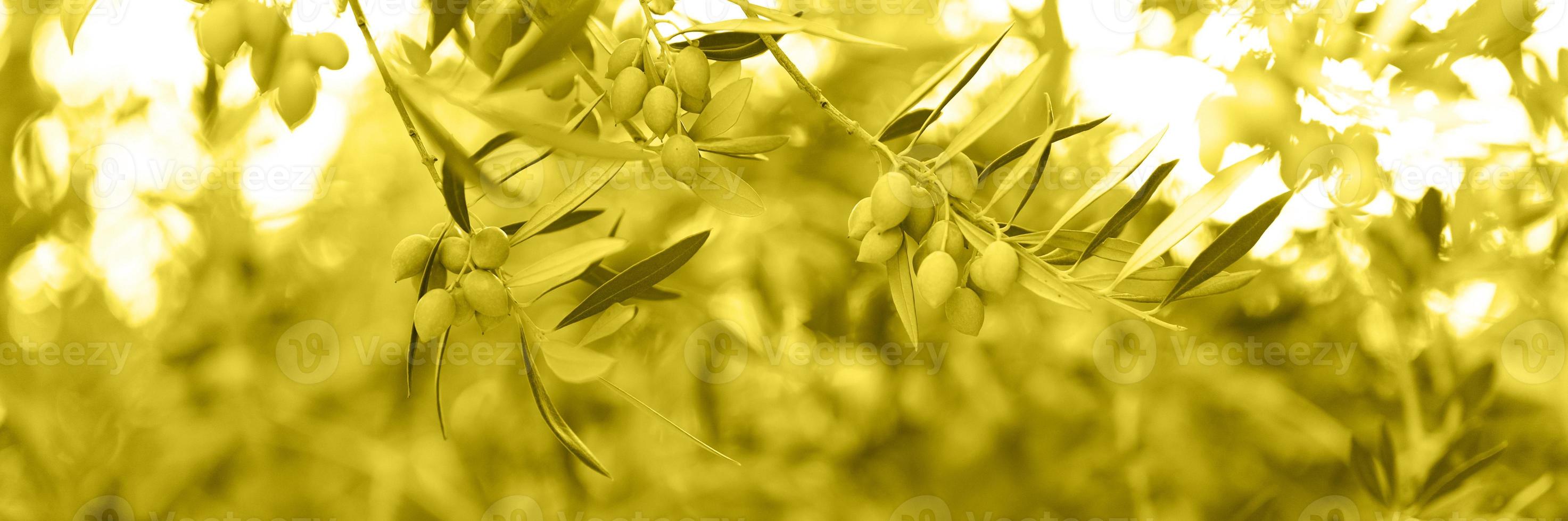 grüne Oliven, die auf einem Olivenbaumzweig im Garten wachsen foto