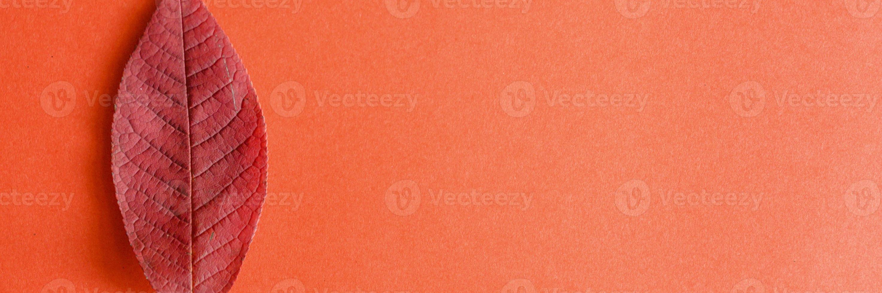 einzelnes rotes gefallenes Herbstkirschblatt auf einem roten Papierhintergrund foto