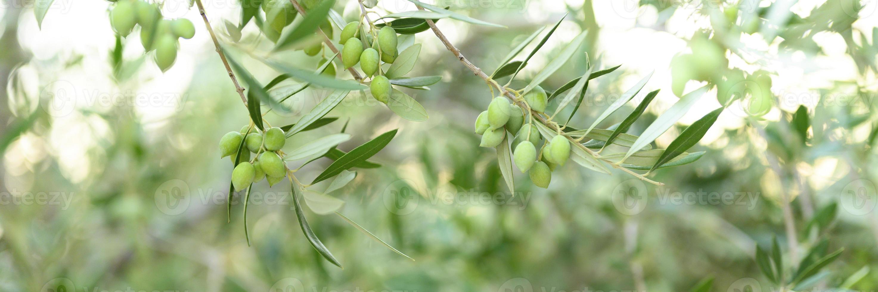 grüne Oliven, die auf einem Olivenbaumzweig im Garten wachsen foto