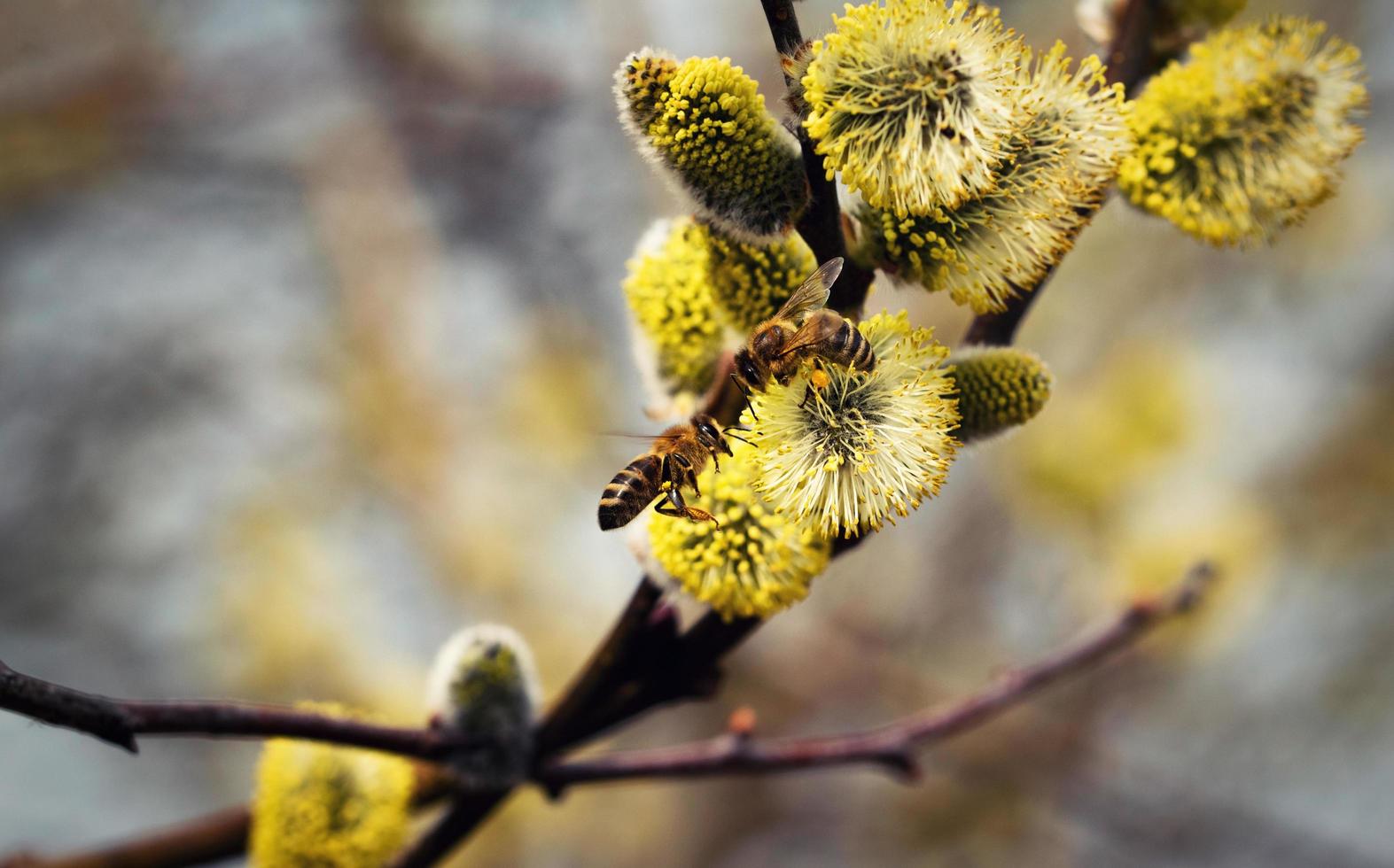 zwei Bienen auf einer Weide foto