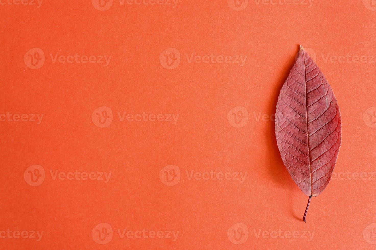 rotes gefallenes Herbstkirschblatt auf einem roten Papierhintergrund foto