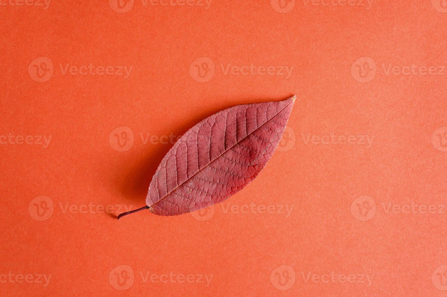 rotes gefallenes Herbstkirschblatt auf einem roten Papierhintergrund foto