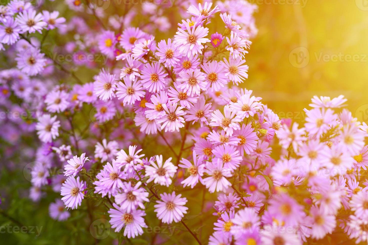 Herbstblumen Aster novi-belgii lebendig in hellvioletter Farbe foto