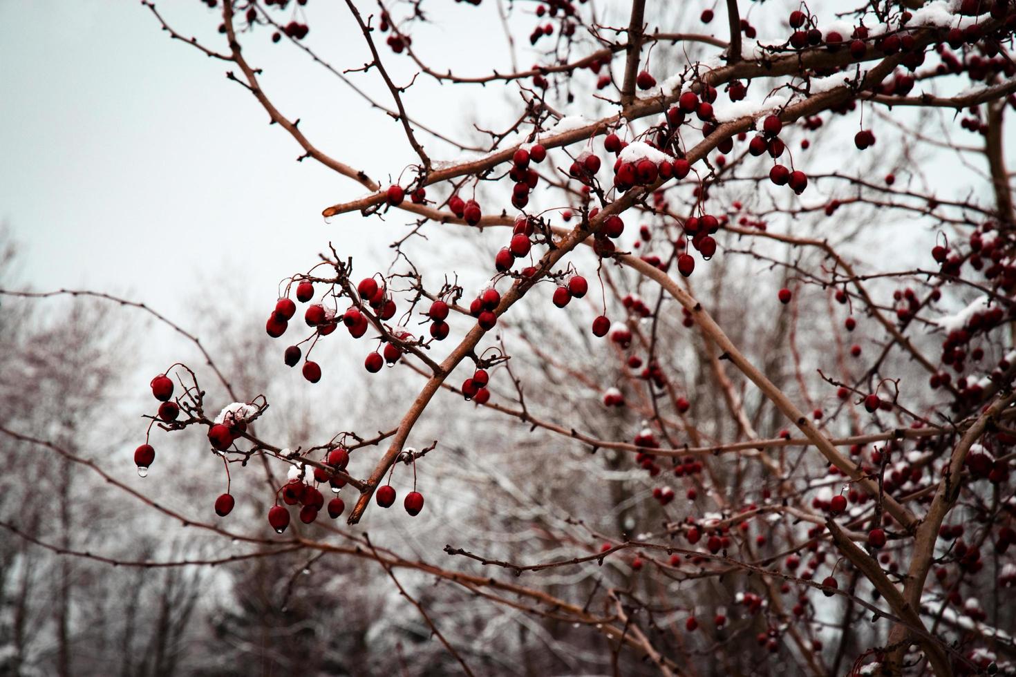 rote Weißdornbeeren im Winter foto