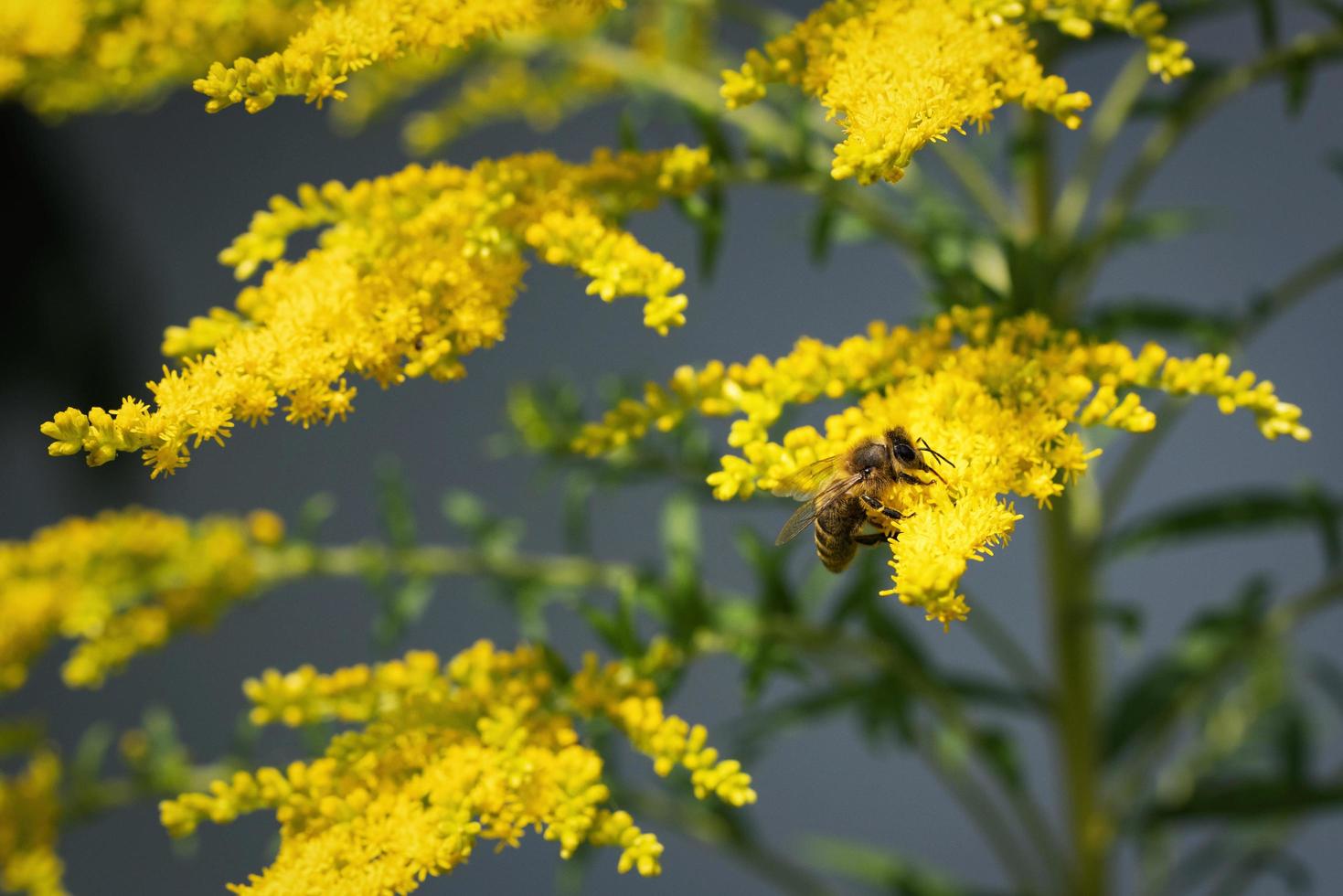 Biene auf Goldrute foto