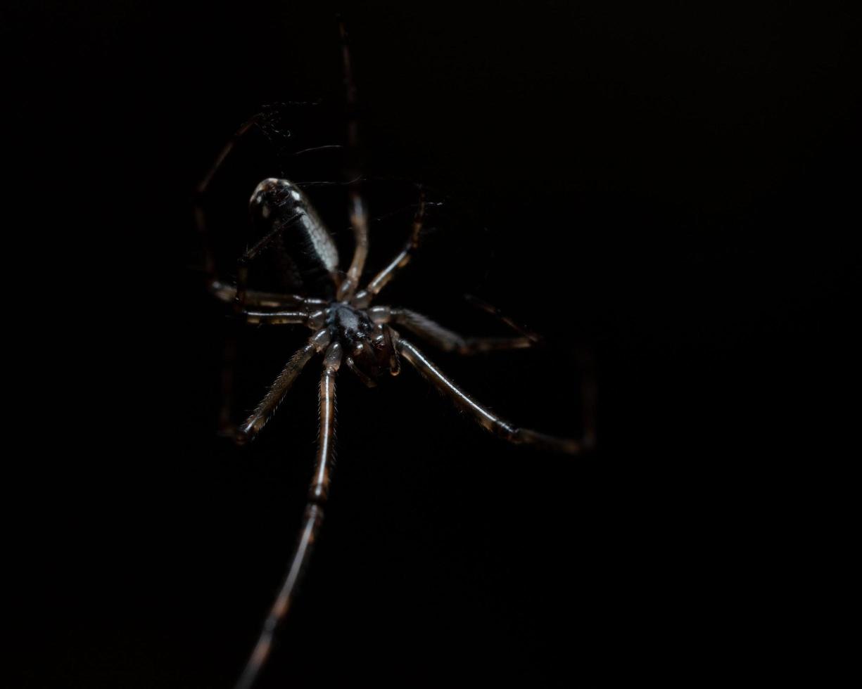 Spinne in seinem Netz in dunkler Umgebung foto