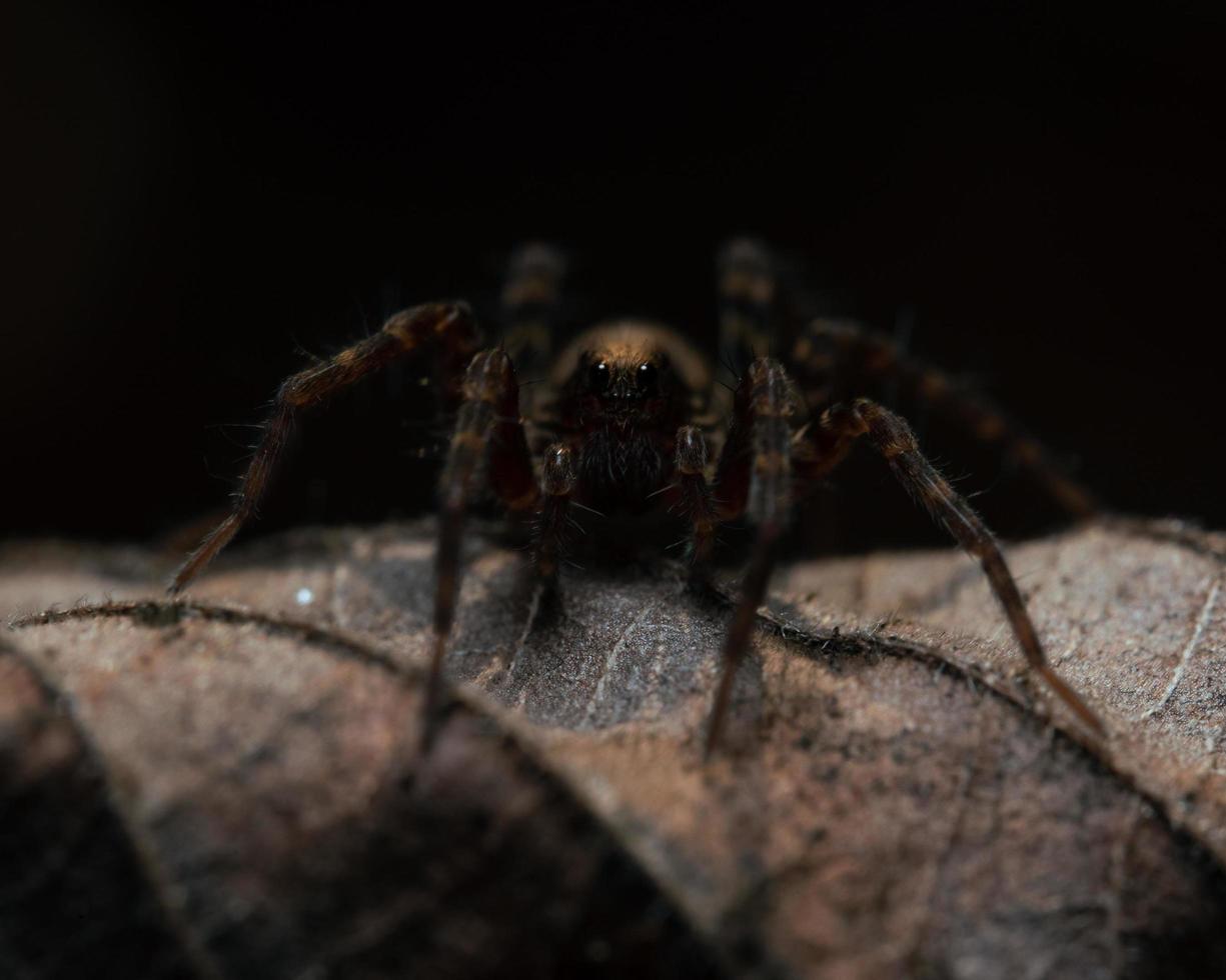 Spinne auf einem Blatt mit schwarzem Hintergrund foto