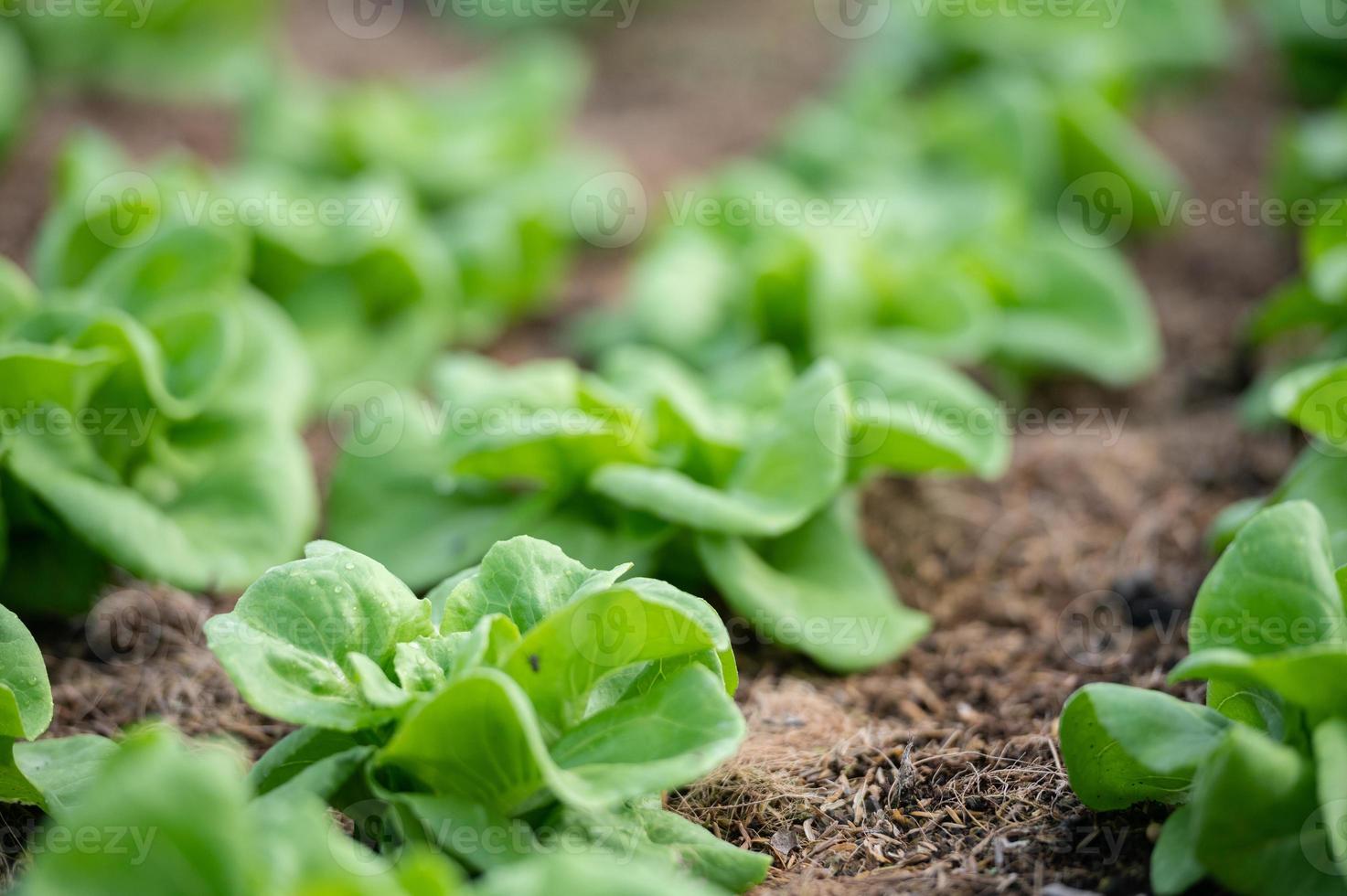 organisch hydroponisch Gemüse Anbau Bauernhof. Grüner Salat Pflanzen wachsend foto