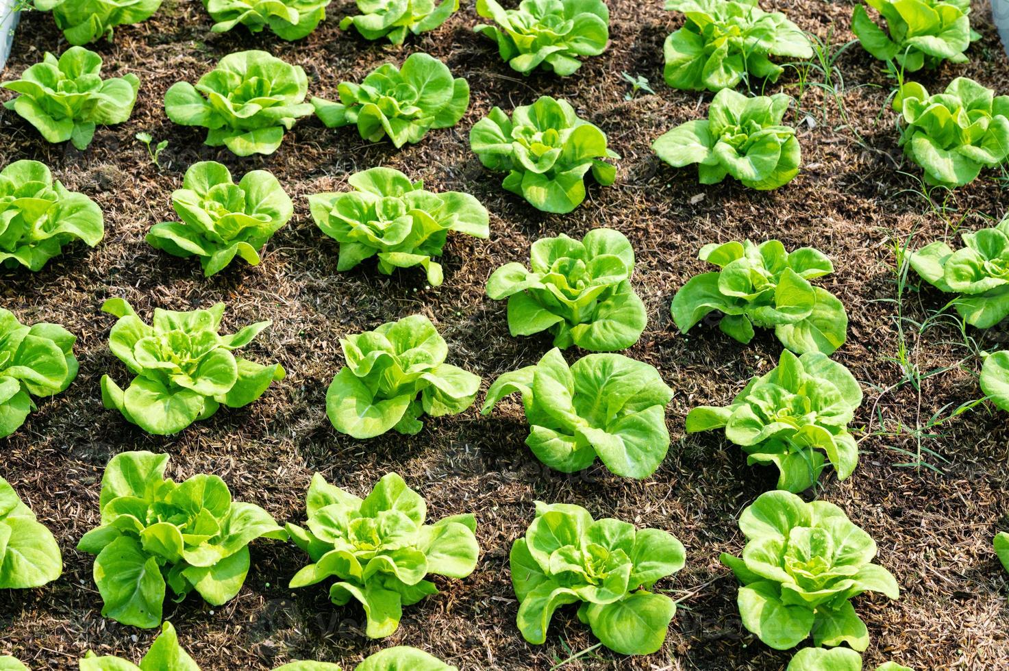 organisch hydroponisch Gemüse Anbau Bauernhof. Grüner Salat Pflanzen wachsend foto