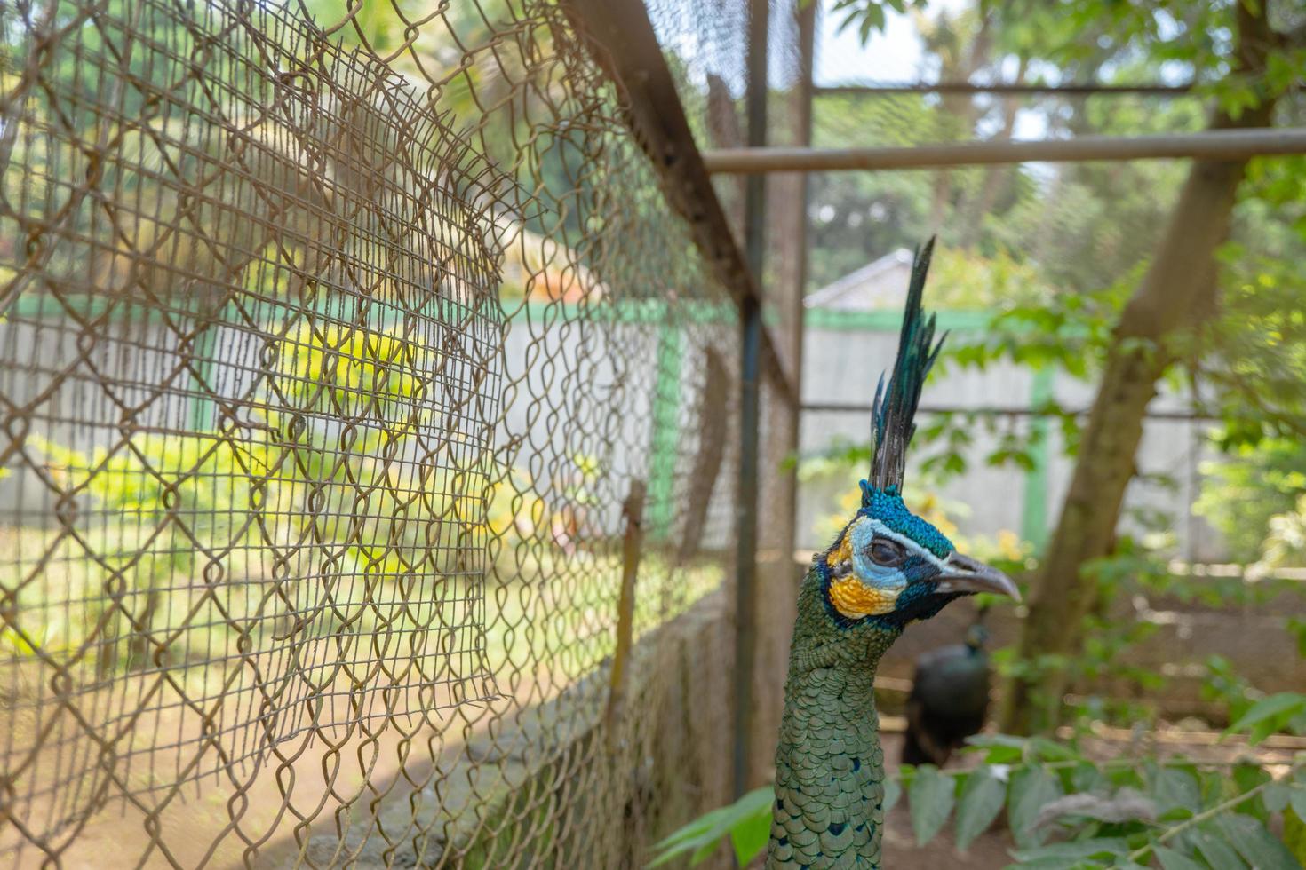 schließen oben Pfau Vogel auf das Mini Zoo Semarang zentral Java. das Foto ist geeignet zu verwenden zum Natur Tier Hintergrund, Zoo Poster und Werbung.