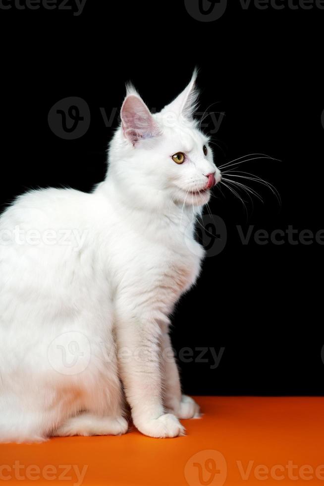 Süss lange Haare Katze Rasse Maine Shag Katze. Seite Aussicht Porträt auf schwarz und Orange Hintergrund foto