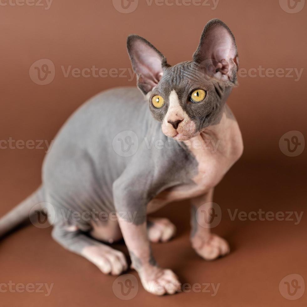 schön kanadisch Sphynx von Blau und Weiß Farbe Sitzung auf braun Hintergrund foto