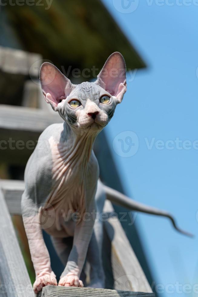 jung Blau und Weiß kanadisch Sphynx Katze Sitzung hoch auf Leiter draußen auf sonnig Sommer- Tag foto