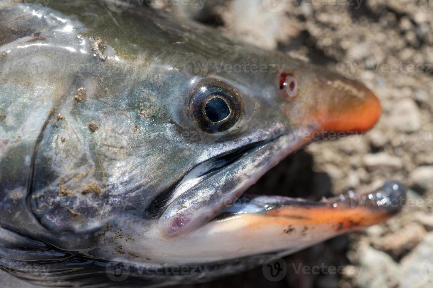 Nahansicht Aussicht von Schnauze wild Salmonid Fisch Salvelinus häufig namens charr oder verkohlen mit Rosa Flecken Über dunkler Körper. foto