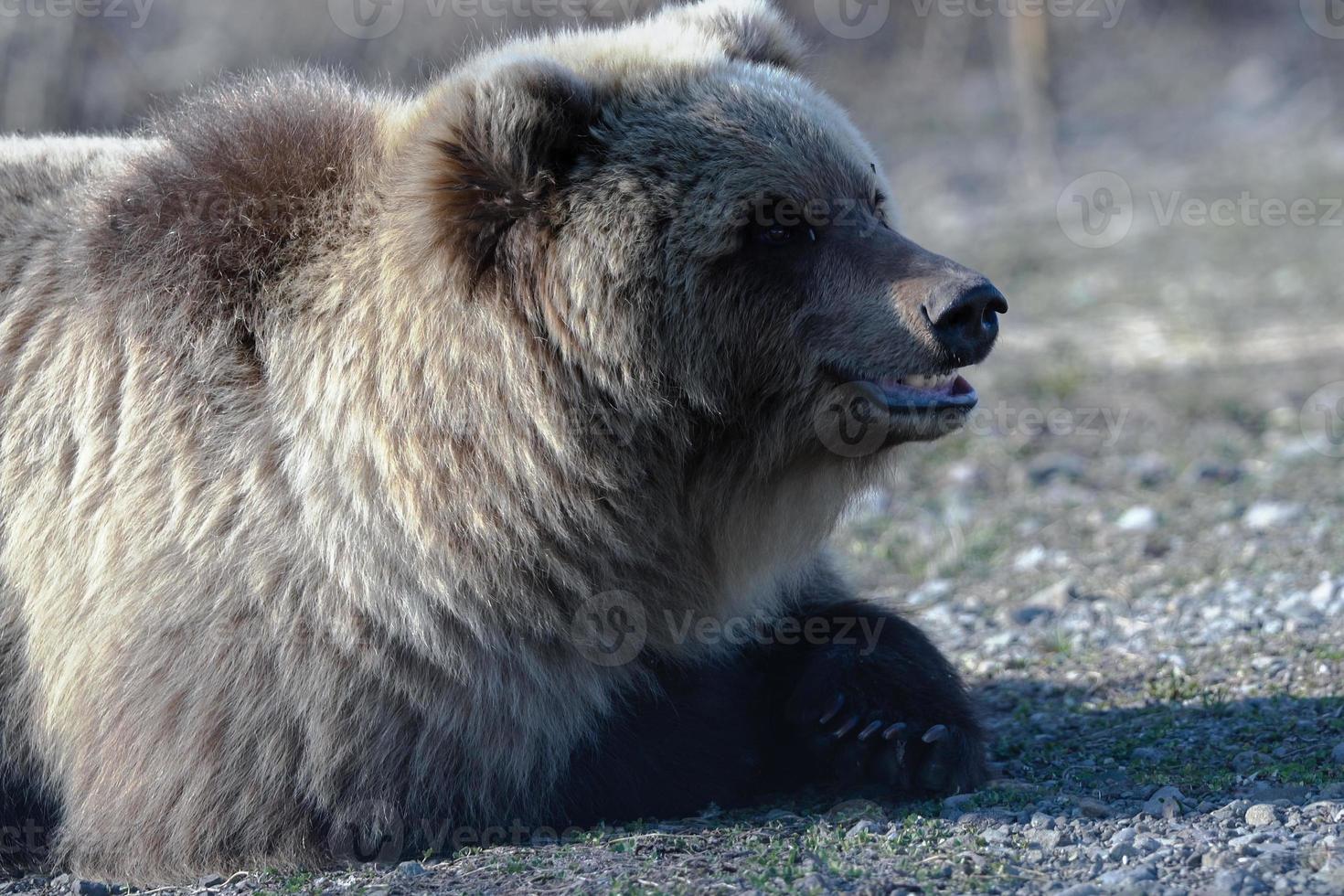 jung wild Kamtschatka braun Bär Lügen auf Steine und suchen um foto