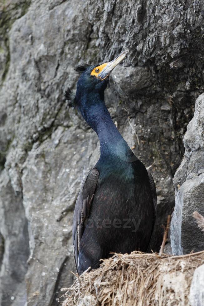 rotgesichtig Kormoran Phalacrocorax Uril foto